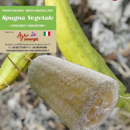 Luffa natural sponge